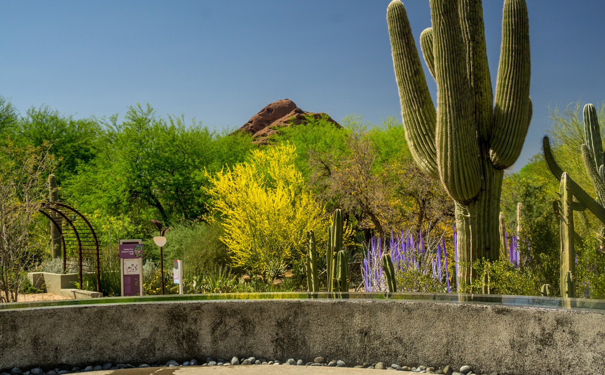 jardín botánico del desierto en phoenix